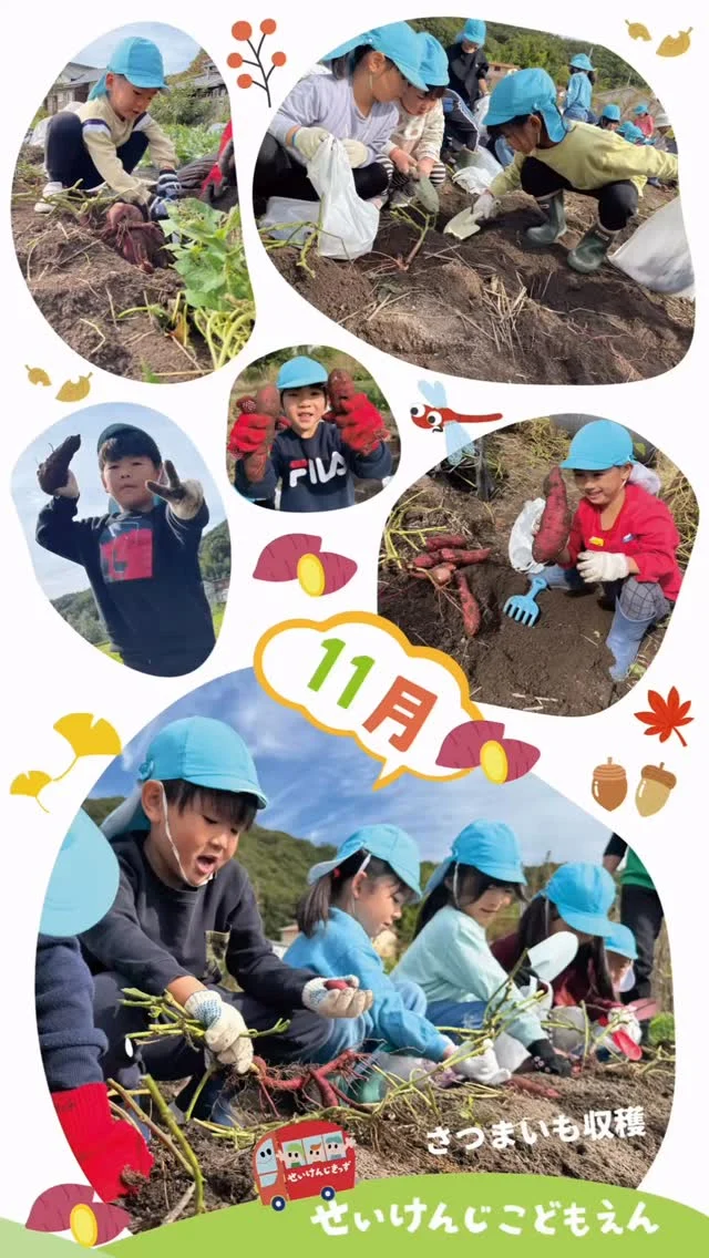 #せいけんじこども園 です🎶
#5歳児 いるか組

秋の実りに感謝🍠
今日はみんなで芋掘りを楽しみました😊
土の中から顔を出したお芋を見つけるたびに、「あったー！」と大歓声✨
自然の中で体を動かしながら、収穫する喜びをたっぷり感じた一日でした🌞
おうちでも美味しく食べて、秋の味覚を楽しんでね💛

#認定こども園 #香川県 #小豆島 
#せいけんじきっず #せいけんじきっずと繋がりたい