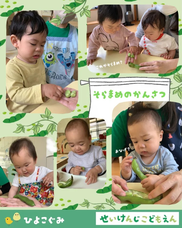 こんにちは♪
#せいけんじこども園 です☆

#0歳児 #ひよこ組 さんでは、そら豆の製作をしました🫛
実際にそら豆もよーく観察しました！
お花紙をビリーっと破ったり、くしゃくしゃしたりして、
そら豆のふかふかベットを作りました😊

#認定こども園 #小豆島