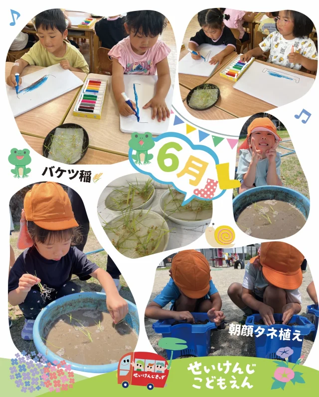 #せいけんじこども園 です❣️
#4歳児 きりん組

🌾バケツ稲に挑戦！
もみから大切に育てた苗を、みんなでバケツに植えました✨

「大きくなーれ！」と願いを込めてお水もたっぷり😊
これからの成長が楽しみです♪

そして、朝顔のタネ植えも行いました🌱
芽が出る日をわくわくしながら待っています💕

#せいけんじきっず #小豆島 #香川県